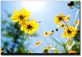 花