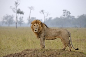 IMG_9534.jpg