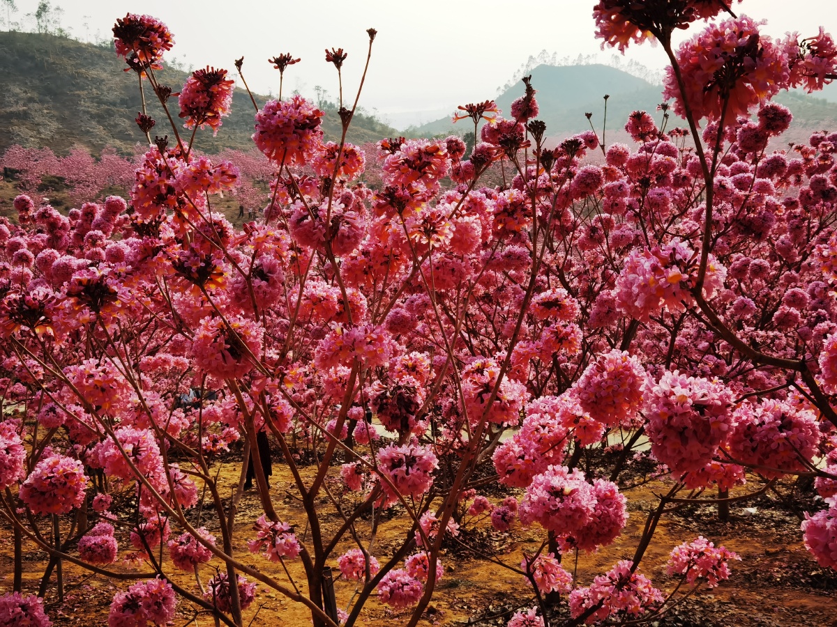 紫花风铃花冬日绽放戚伟雄摄于广东江门新会大泽绿美生态园