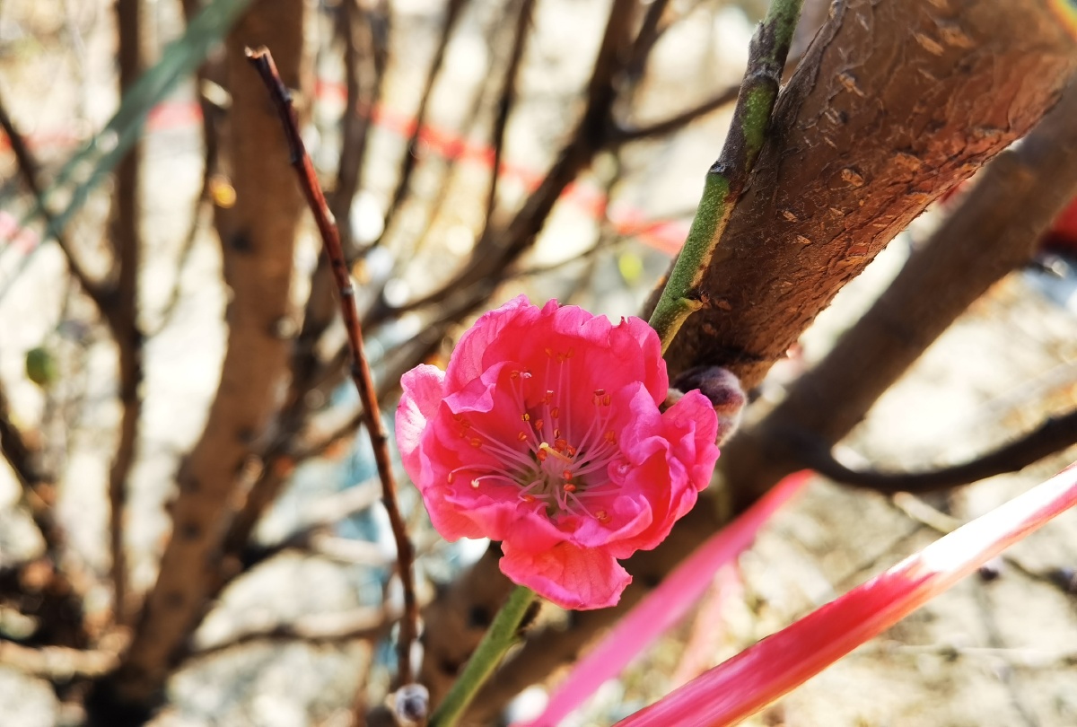 冬日桃花开戚伟雄摄于广东佛山南海狮山松岗沙水村