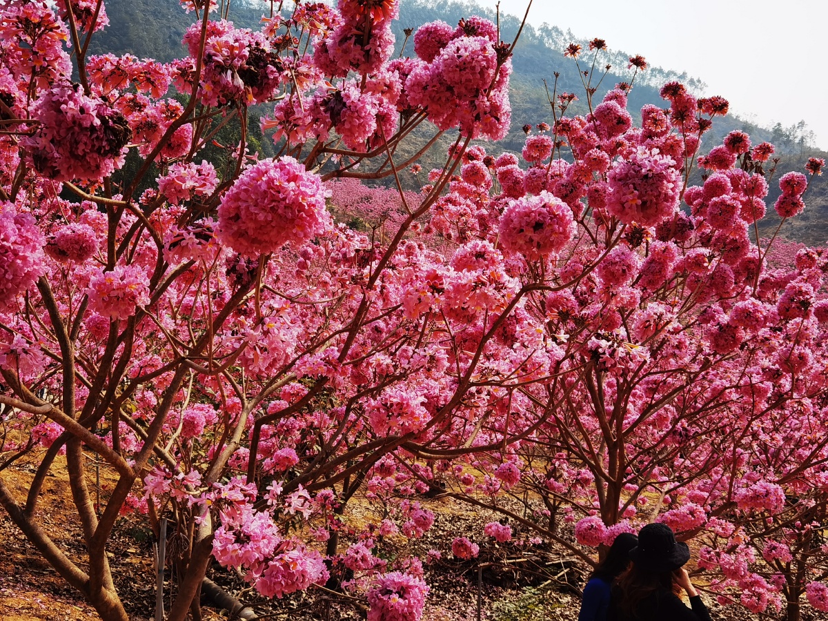 紫花风铃花冬日绽放戚伟雄摄于广东江门新会大泽绿美生态园