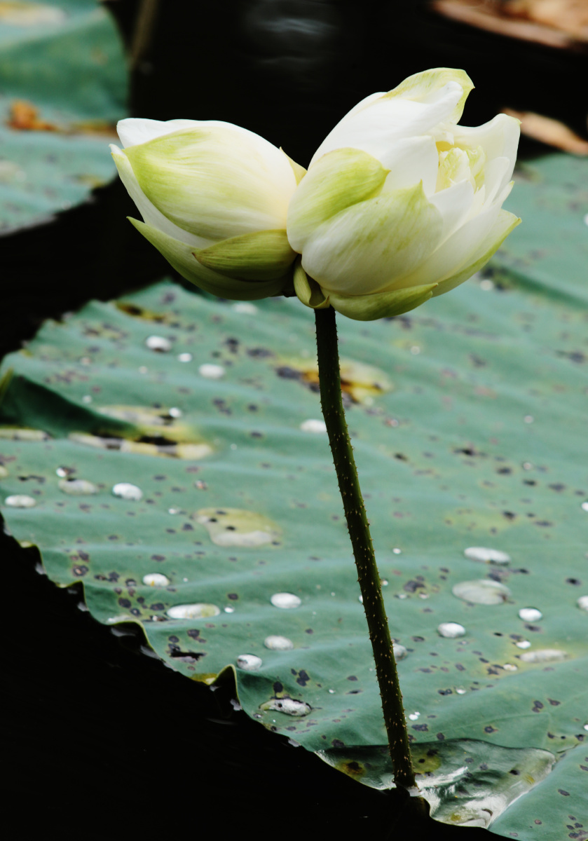 白花并蒂莲开了戚伟雄2021年6月15日摄于广东佛山南海桂城虫雷岗公园