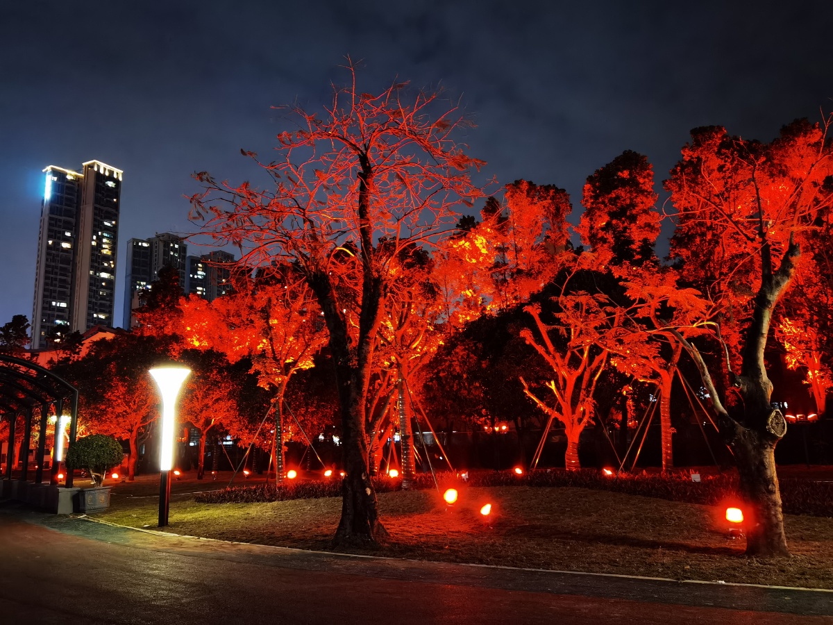 多彩灯光夜树景戚伟雄摄于广东佛山文华公园