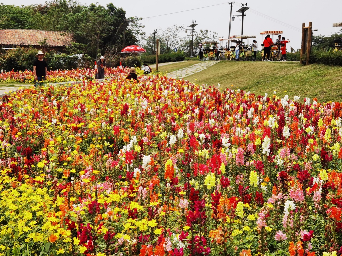 花海戚伟雄摄于广东佛山南海里水贤鲁岛