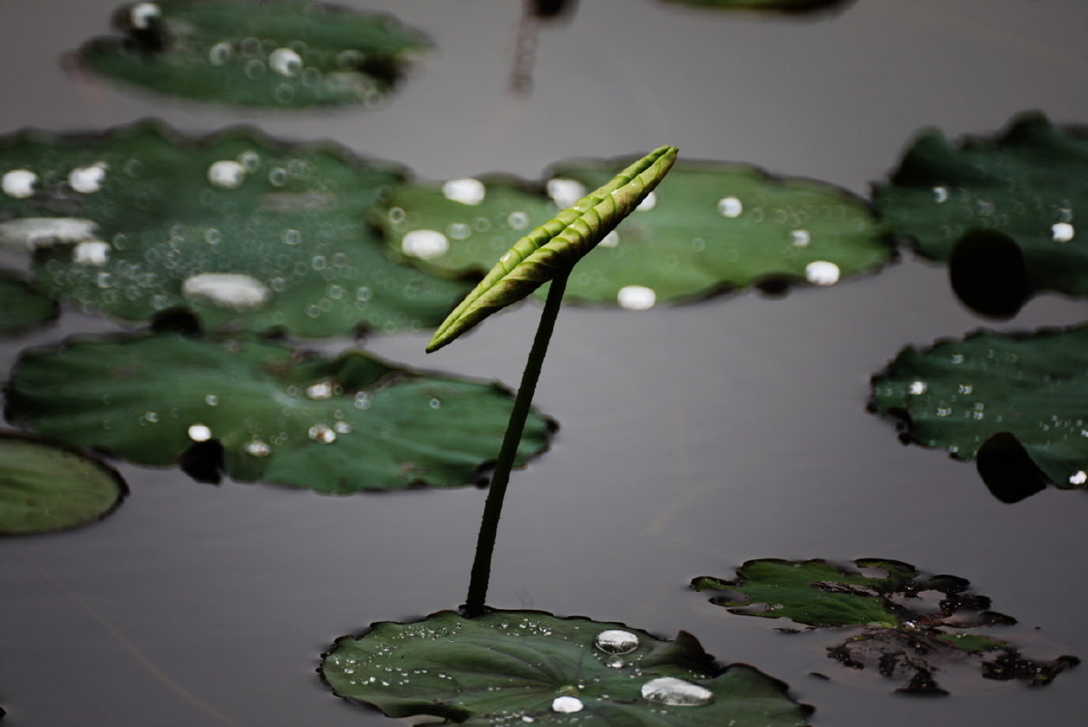 春荷雅趣戚伟雄摄于广东佛山禅城亚艺公园
