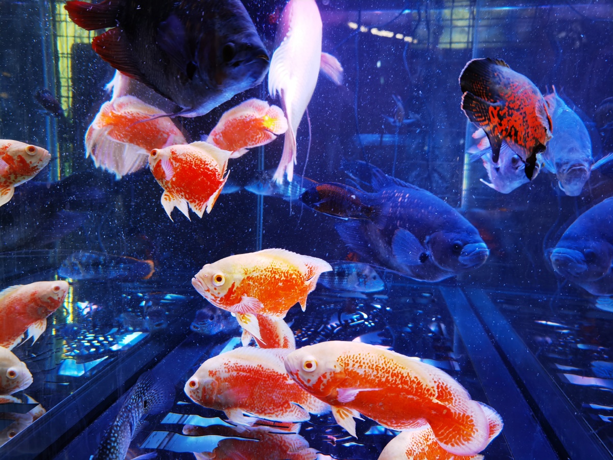 多少的水族世界戚伟雄摄于广东佛山禅城白燕街