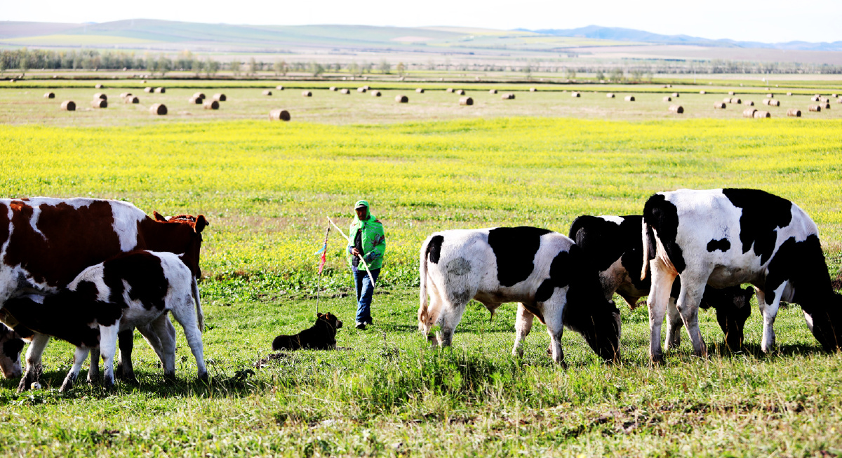 草原牧牛戚伟雄摄于内蒙古呼伦贝尔大草原