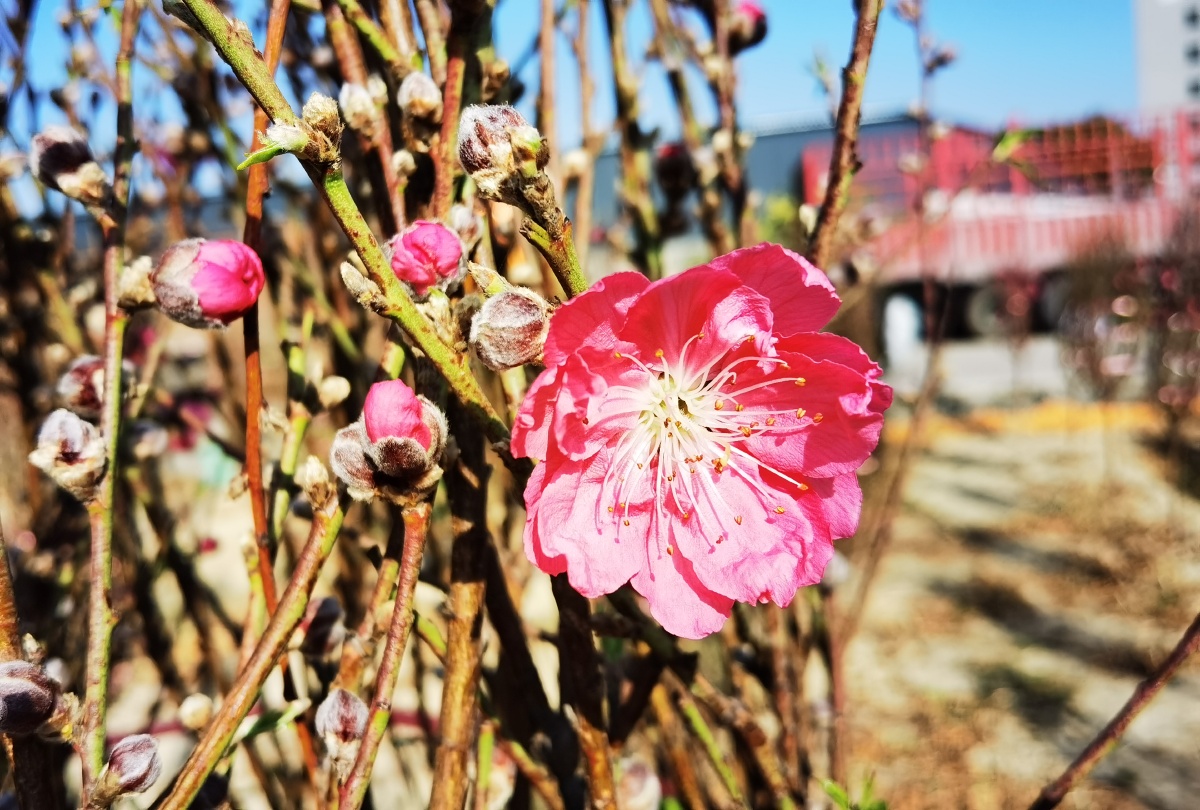 冬日桃花开戚伟雄摄于广东佛山南海狮山松岗沙水村