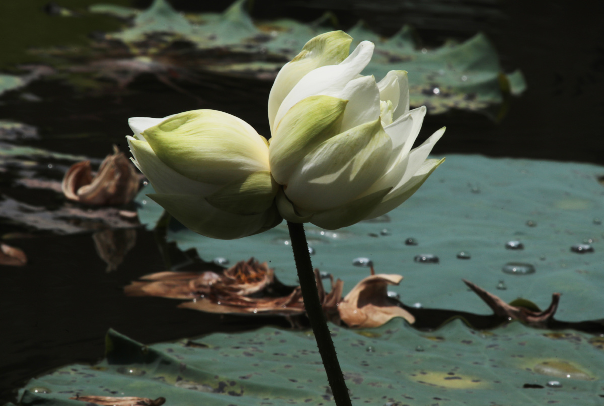 白花并蒂莲开了戚伟雄2021年6月15日摄于广东佛山南海桂城虫雷岗公园