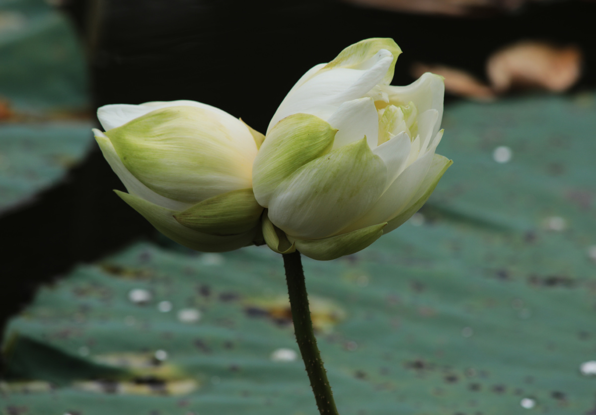 白花并蒂莲开了戚伟雄2021年6月15日摄于广东佛山南海桂城虫雷岗公园