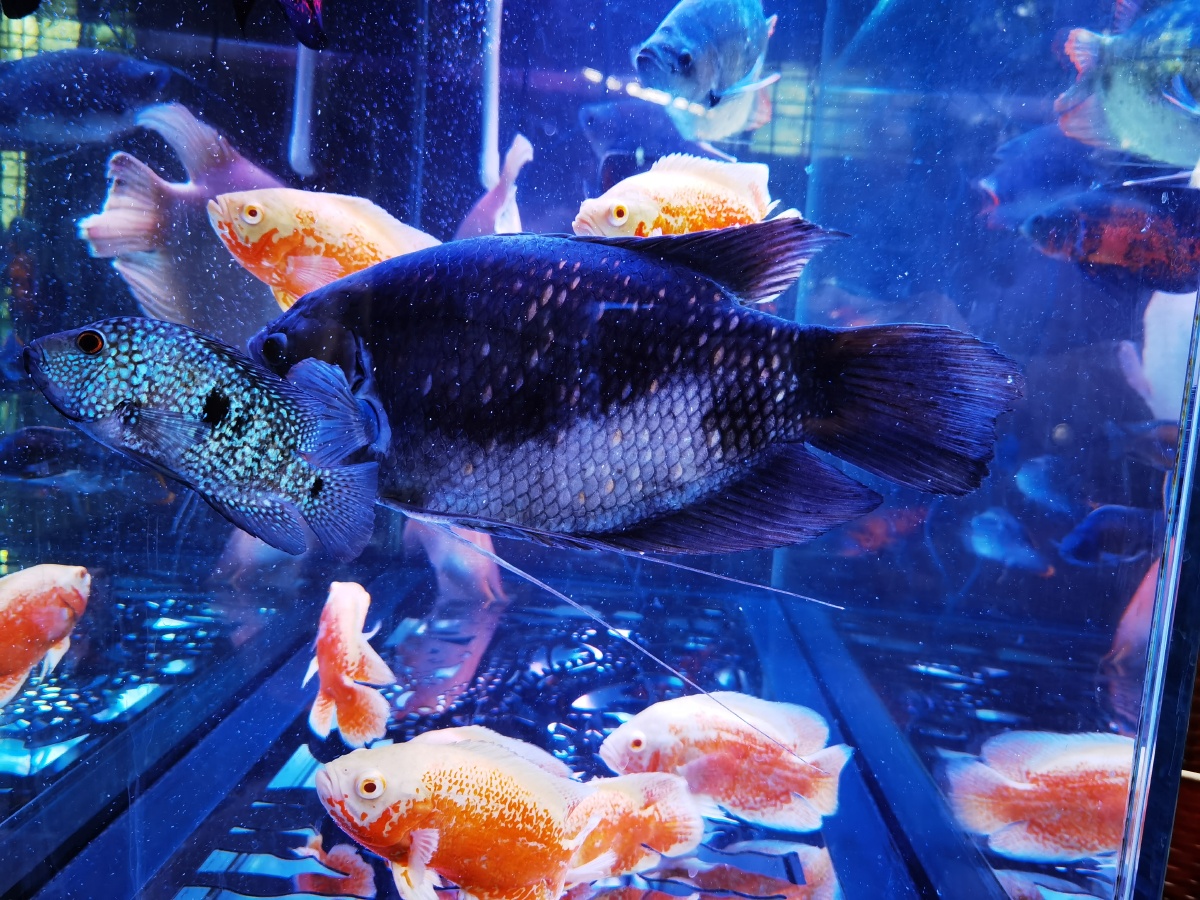 多少的水族世界戚伟雄摄于广东佛山禅城白燕街