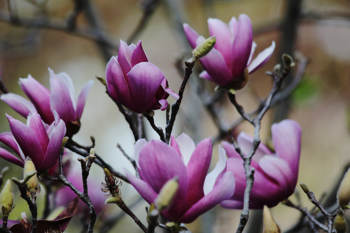 玉堂春冬日绽放二戚伟雄摄于广东佛山文华公园