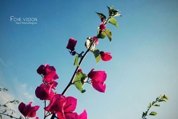 蝴蝶花？