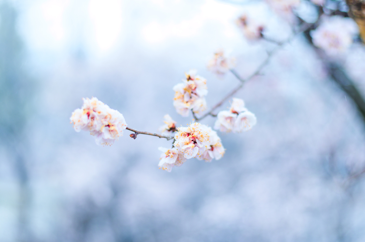 下雪后依旧绽放的梅花