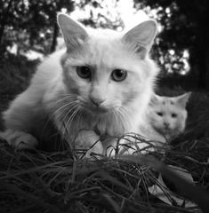 猫