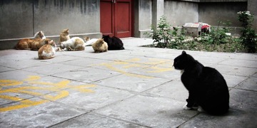 可怜的黑猫猫