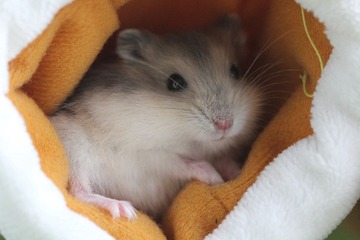 鼠1