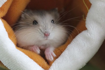 鼠2