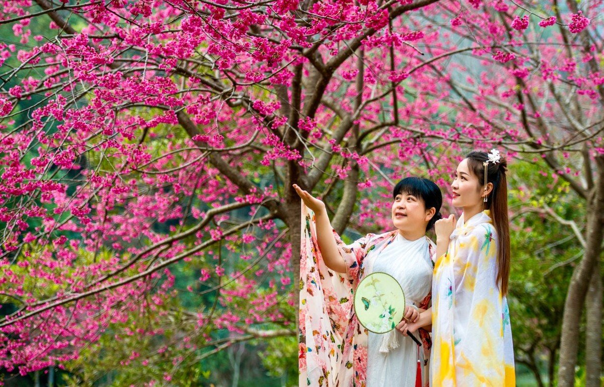 福州森林公园樱花园