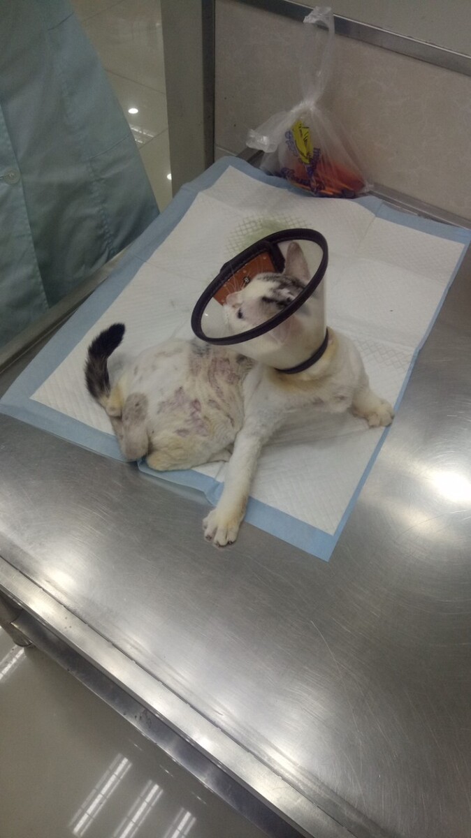 宠物狗打架被咬伤,狗狗被咬伤怎么办?宠物主人会带它去医院