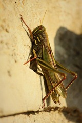 IMG_4339f.jpg