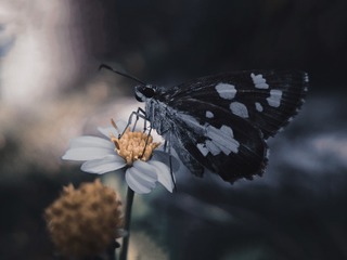 1000008264