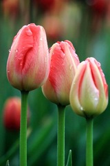 IMG_6070.JPG