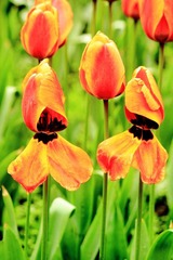 IMG_6087.JPG