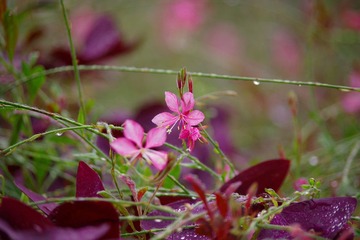 IMGP1346.JPG