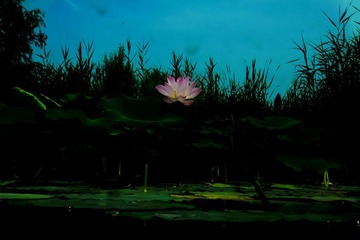 地上花