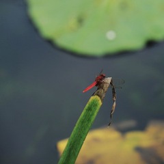 DSC_8110副本.jpg