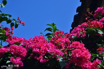 DSC_4588.JPG