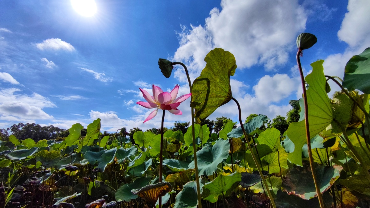 夏天到了荷花开了无敌的蓝天白云让人喜欢