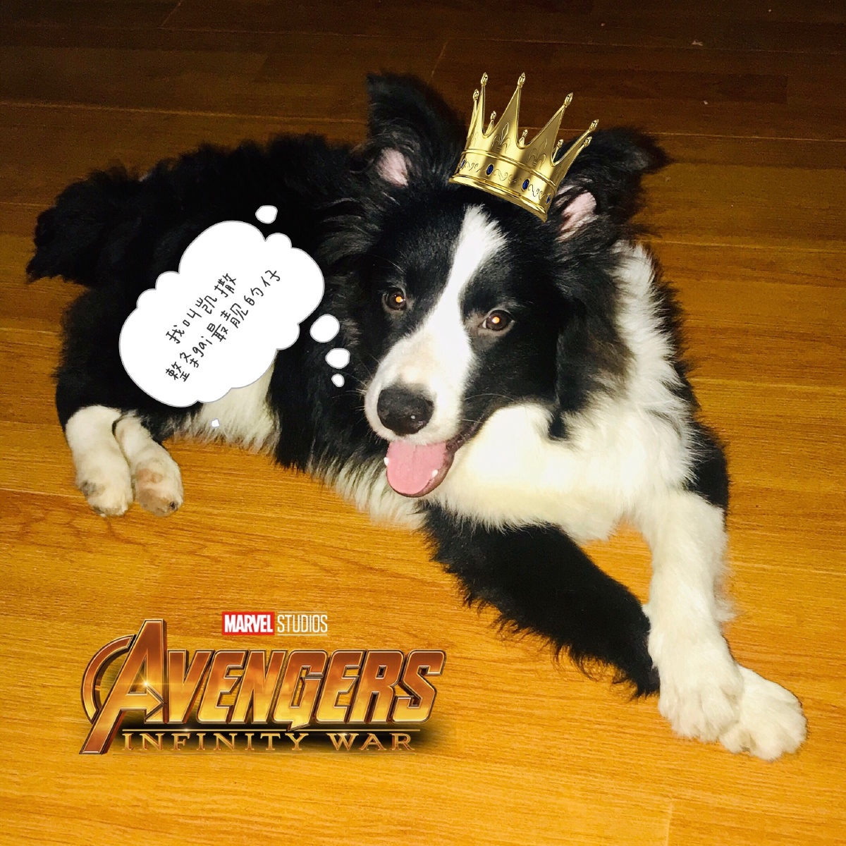 宠物上牌成本多少钱,开宠物店要想快速盈利首先要考虑以下几点