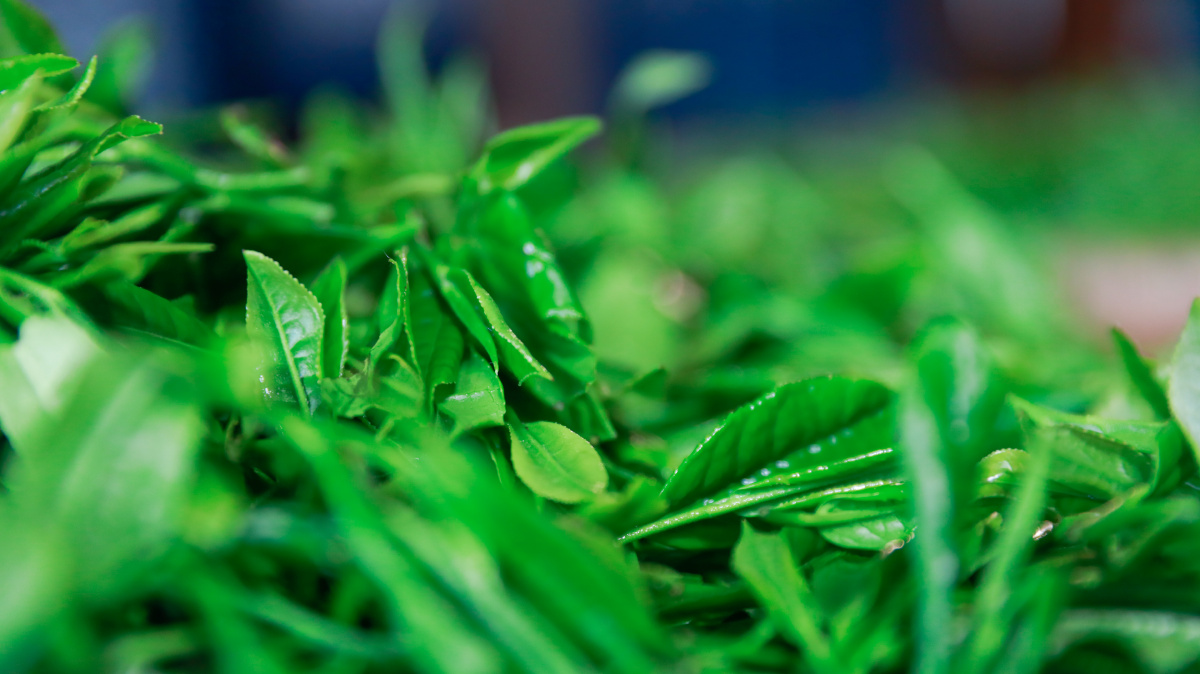 黔东南雷公山腹地61雀鸟呆壹宿61银球茶61红茶61绿茶