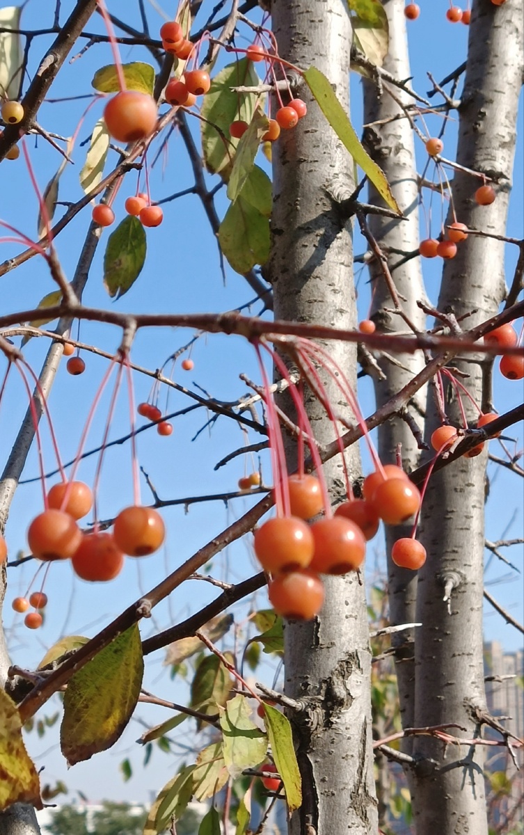 野生花红果 - 深海蛟龙745 - 图虫