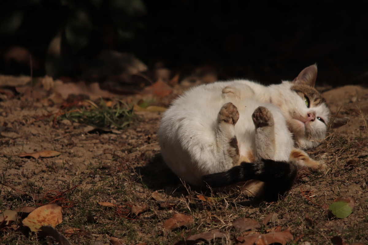 冬日暖阳下慵懒的猫(三) - 深海蛟龙745