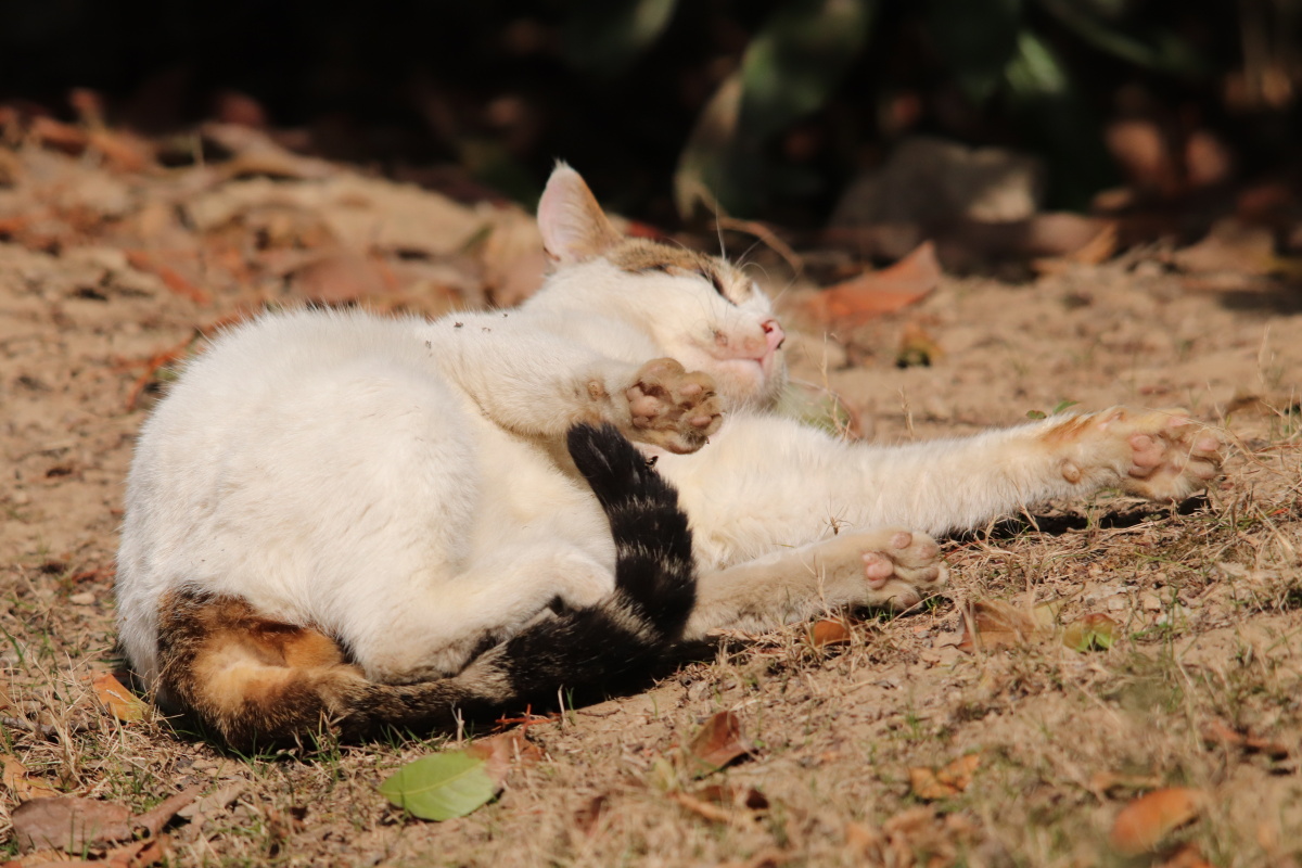 冬日暖阳下慵懒的猫(三)