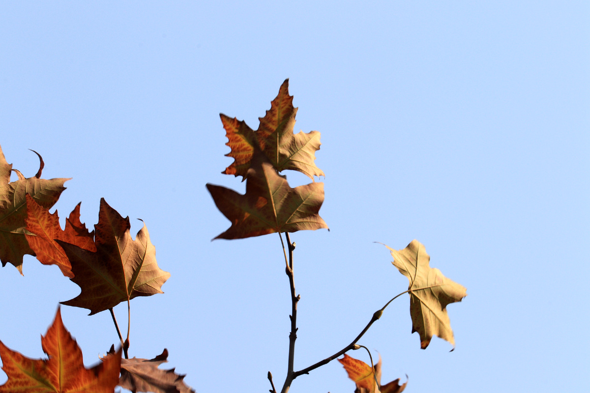 冬日蓝天下的法国梧桐树(二)