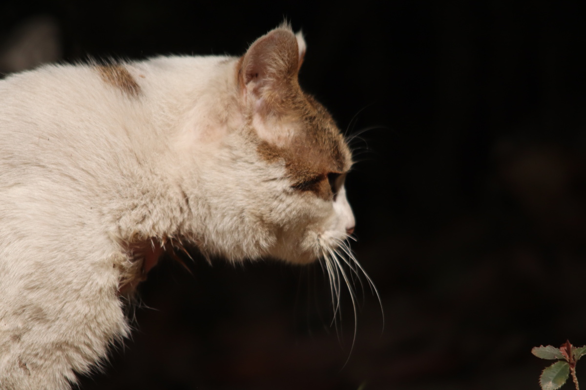 冬日暖阳下的猫(四) - 深海蛟龙745 - 图虫