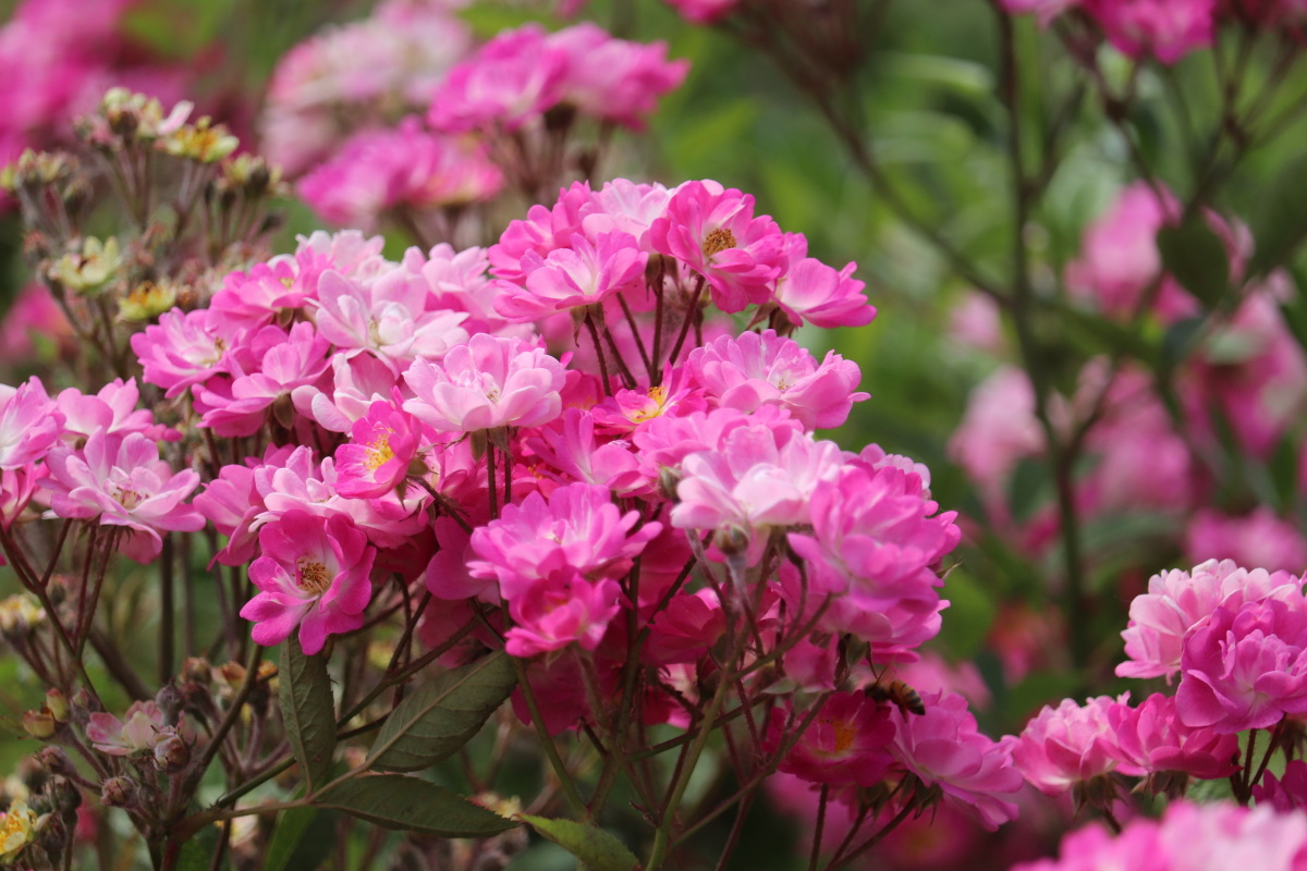 蔷薇花七姊妹 - 深海蛟龙745 - 图虫