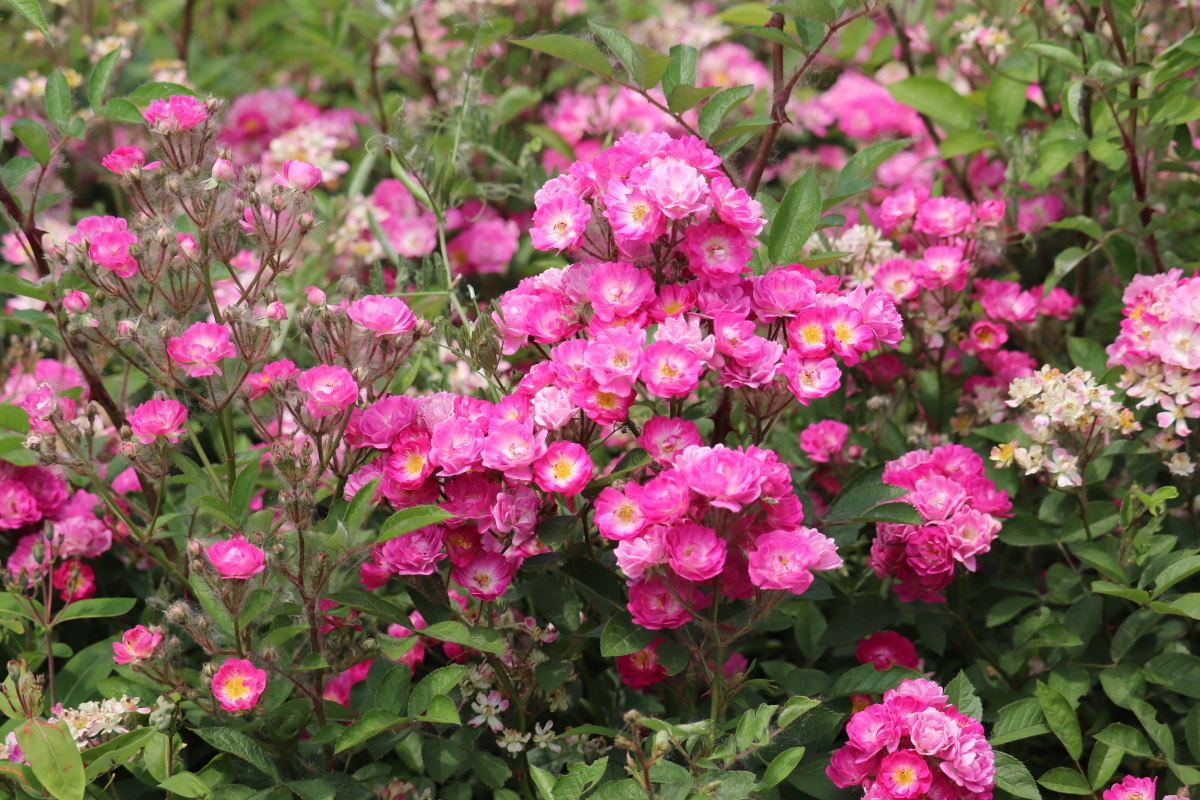 蔷薇花七姊妹 - 深海蛟龙745 - 图虫