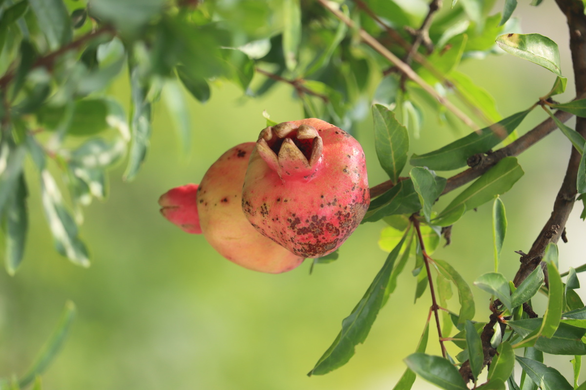 立秋的石榴红了3