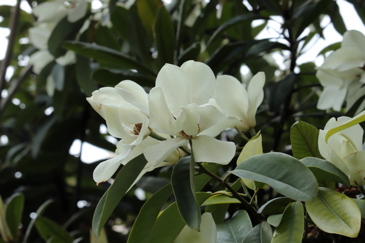 有一种花叫深山含笑