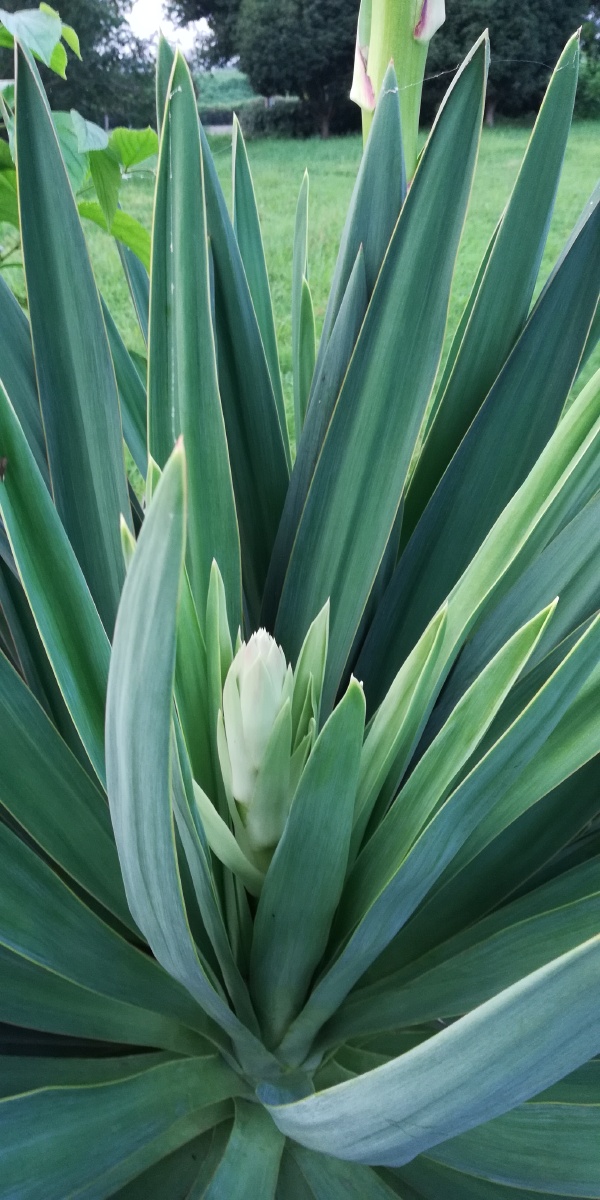 剑麻凤尾丝兰手机随拍