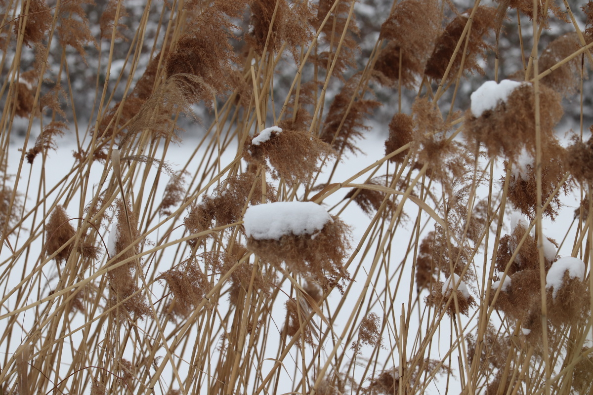 2019年第三场雪,猪年第一场雪之雪中芦花