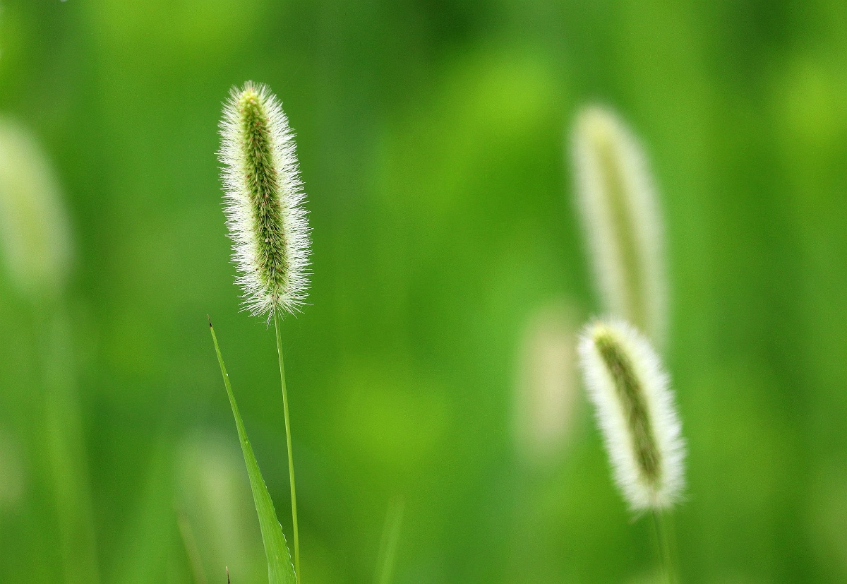 青青狗尾巴草