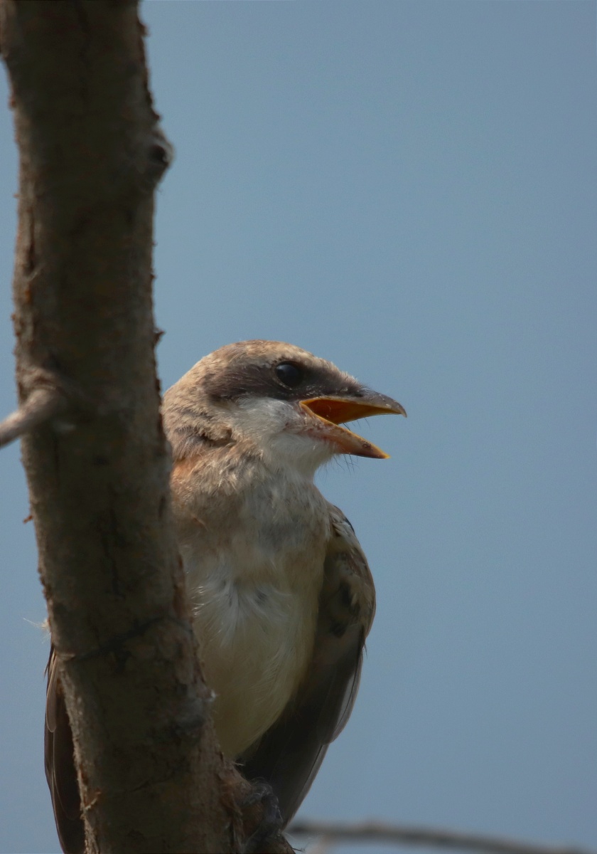 伯劳幼鸟 - 深海蛟龙745 - 图虫