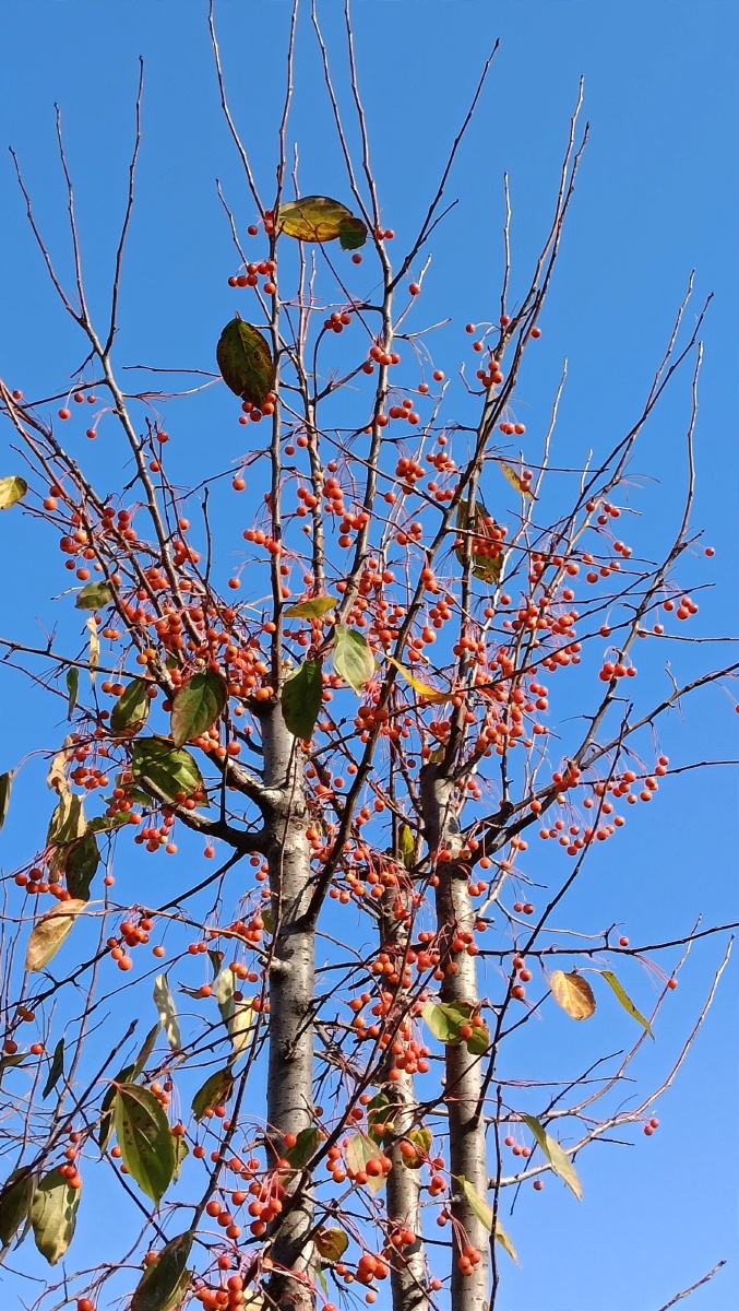 野生花红果 - 深海蛟龙745 - 图虫