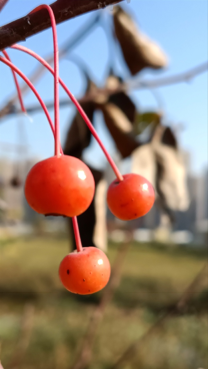 野生花红果 - 深海蛟龙745 - 图虫